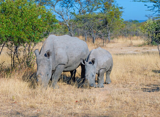 Fototapeta premium Mother and Baby Rhino Grazing in the Veldt