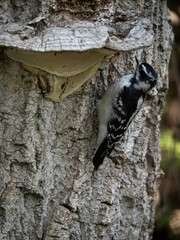 Woodpecker feeding in the bark of the tree and the mushroom that grow on it