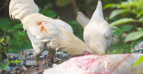 view of white chickens looking for food on the trash