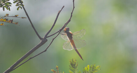 a dragonfly that lands on a dry branch