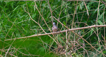 perkutut bird or geopelia striata perched on dry bamboo twigs