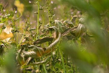 Plant leaves that begin to dry after being sprayed with lawn medicine