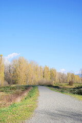Fototapeta premium Island 22 Regional Park along Fraser River during a fall season in Chilliwack, British Columbia, Canada