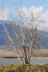 Island 22 Regional Park along Fraser River during a fall season in Chilliwack, British Columbia, Canada