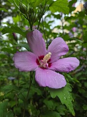 Pink hibiscus flower with raindrops and red center – macro view in lush summer garden