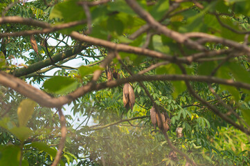 Kapok kapok or ceiba pentandra is a tropical tree belonging to the order Malvales and the family Malvaceae. This plant originates from northern South America, Central America and the Caribbean.