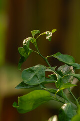 close up of citrus fruit plant leaves