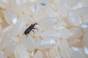 Sitophilus Conicollis bug (Rice weevil).