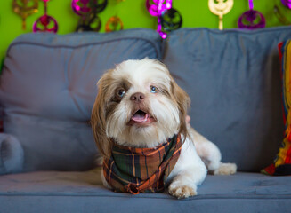 Cute puppy dog posing for photo on couch