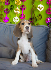 Cute puppy dog posing for photo on couch