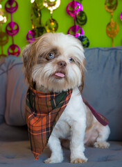 Cute puppy dog posing for photo on couch