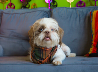 Cute puppy dog posing for photo on couch