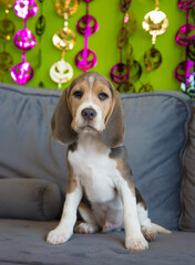 Cute puppy dog posing for photo on couch