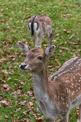 deer looks straight into the lens