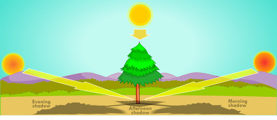 Direction and length of a tree's shadow during the day. Sun shadows, morning, afternoon, light evening.  Sunny and clear weather. time measurement. Time measurement. Vector illustration