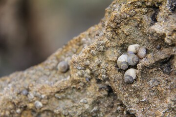 Shell in Alagoas, Brazil