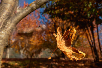 Autumn landscapes in Odemis Golcuk lake