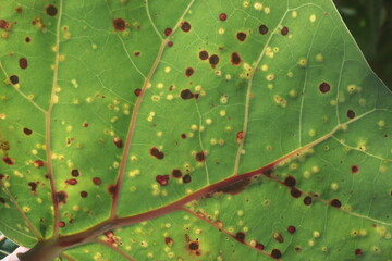 galls on a leaf