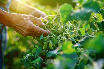 Hand Picking Pea Pods Closeup, Farm Worker Harvesting Green Fresh Peas, Home Grown Food Production