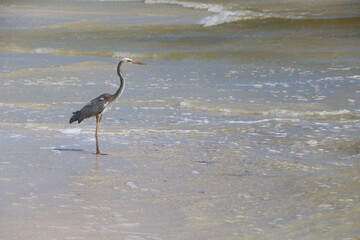 great blue heron
