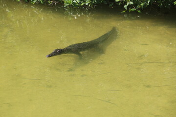 crocodile in the water