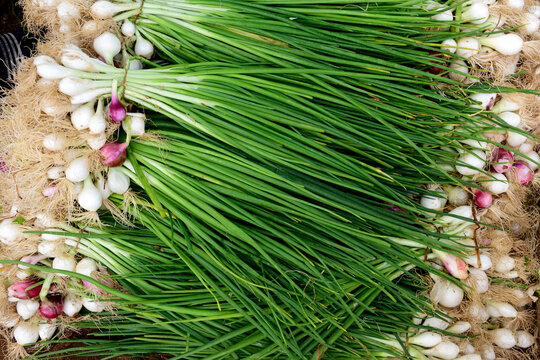 Freshly harvested locally grown raw Indian green onions, or scallions in Jaipur, India.	