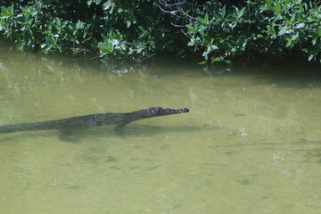 american crocodile in the mangrove