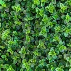 Obraz premium Marjoram texture background, fresh green oregano pattern, Origanum majorana banner, marjoram
