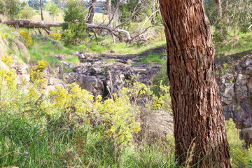 eucalyptus tree at Sailors Falls in bushland near Daylesford
