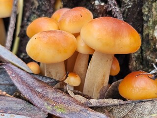 boletus edulis mushroom