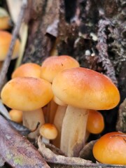 mushrooms in the forest, mushrooms on a tree