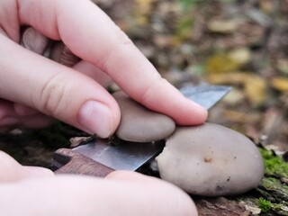 mushrooms in the hand