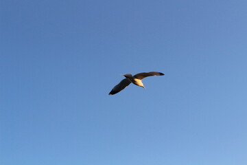 Single Seagull Soaring Against Clear Blue Sky