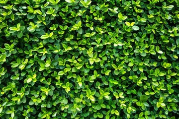 Green Wall Texture, Vertical Garden Background, Eco Bio Room Interior, Live Plans Pattern, Herbs, Creepers