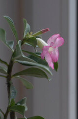 Adenium obesum flower, close up shot