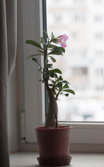 Adenium obesum flower, close up shot