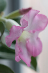 Adenium obesum flower, close up shot