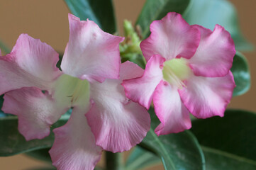 Adenium obesum flower, close up shot