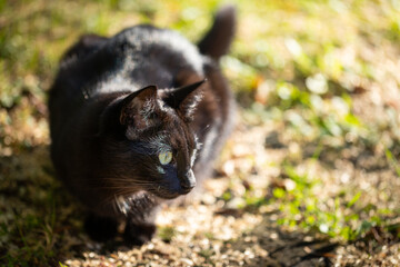 Black cat with shiny fur
