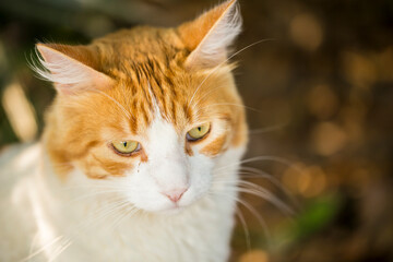 Closeup of Orange and White Cat with Green Eyes