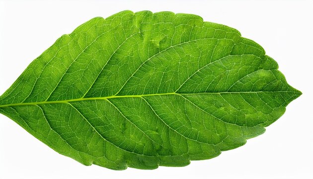 Gluecksklee Images – Browse 64 Stock Photos, Vectors, and Video