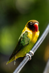 Greenwinged Lovebird Perched on Wire
