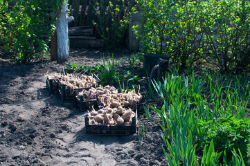 Boxes with potatoes in the garden