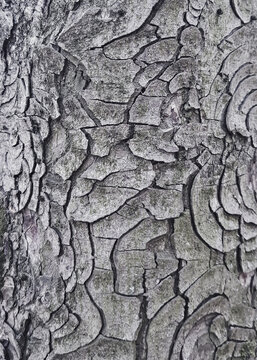 Bark of chestnut, natural background; Cracks on the bark of chestnut