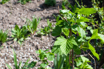 Green raspberry bush in the garden