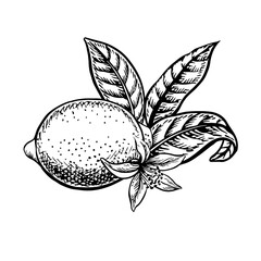 Lemon fruit with leaves and flower. Vector graphic illustration. Black and white hand drawn image. On white background. Great for menus, labels, posters, recipes, stickers, packaging.