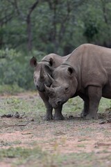 Obraz premium Black Rhino Mother and Calf Cuddle in the South African Bush