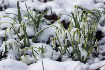Snowdrops in spring among the snow. Floral background. Awakening of nature