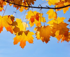 autumn maple leaves