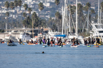 Sea lion pops his head above the surface of the Ventura Harbor during the witches paddle annual tradition